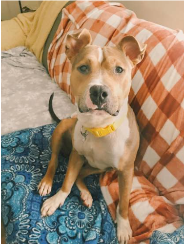 Miss Priss